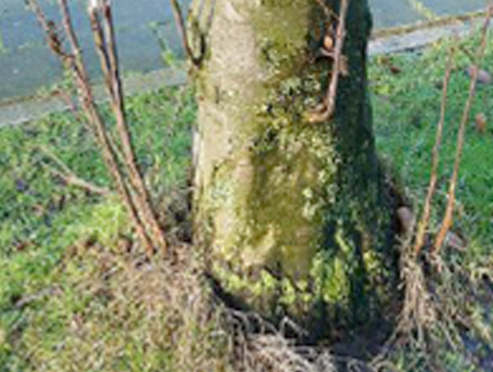 Kastanjekanker: Schadebeeld waterloten rond infectiezone | © Viaverda